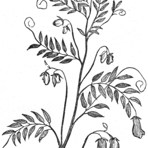 The Religious Function of the Self