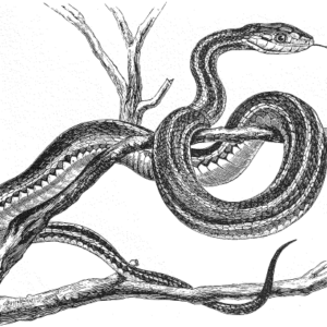 Betrayal: The Way of the Snake