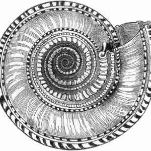 Jungian Analysis and Spirituality