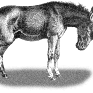 Puer and Senex in Midlife