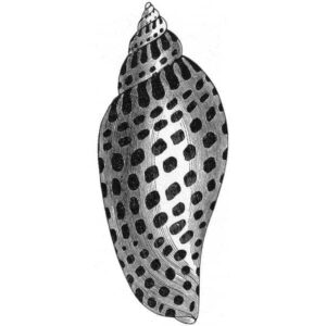 Jung, Jungians, & Homosexuality